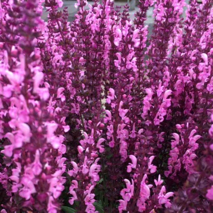 Staudesalvie Sensation Deep Rose