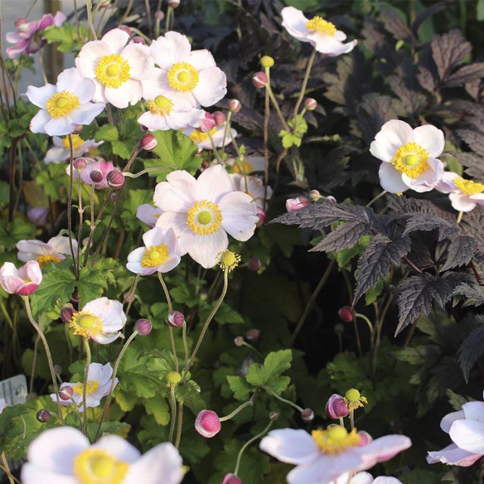 Høstanemone september charm