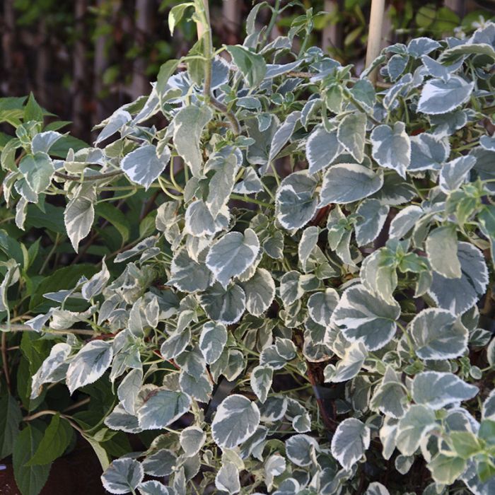 Klatre hortensia silver lining