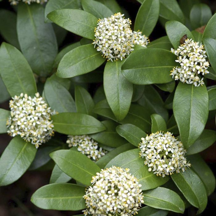 SKIMMIA JAPONICA FRAGRANT CLOUD
