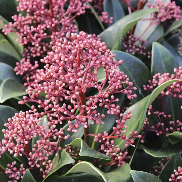 Skimmia japonica Rubella blomst