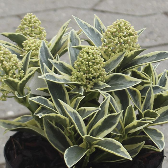 Skimmia Magic Marlot