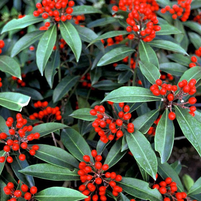 Skimmia Reevesiana