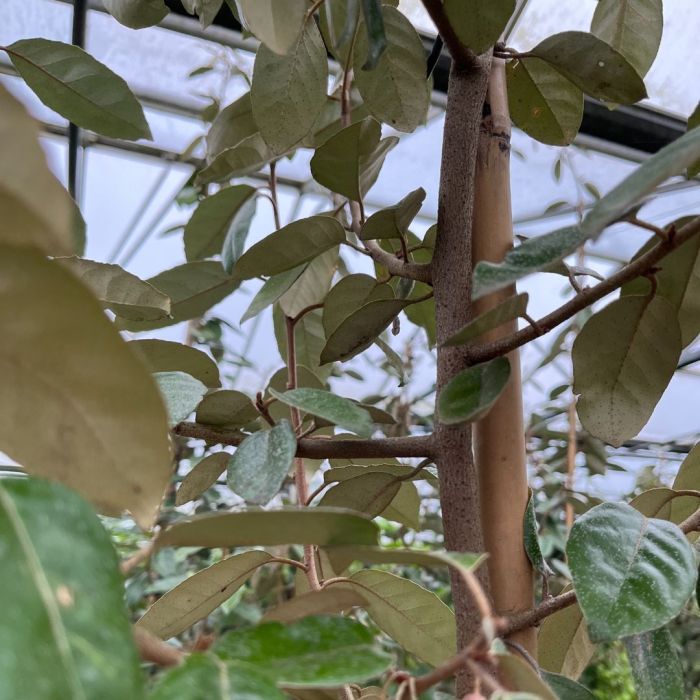 Sølvblad (Elaeagnus ebbingei)