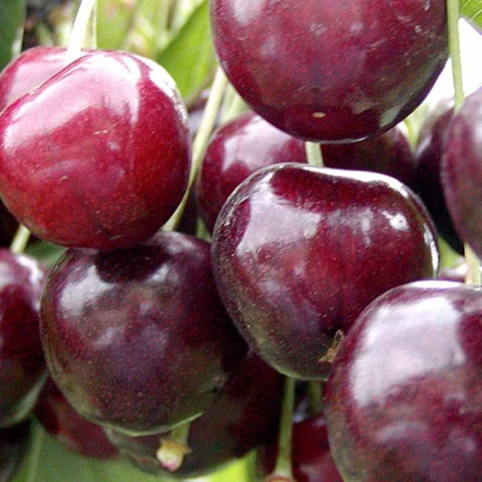 Krukkefrugt 'Stella'