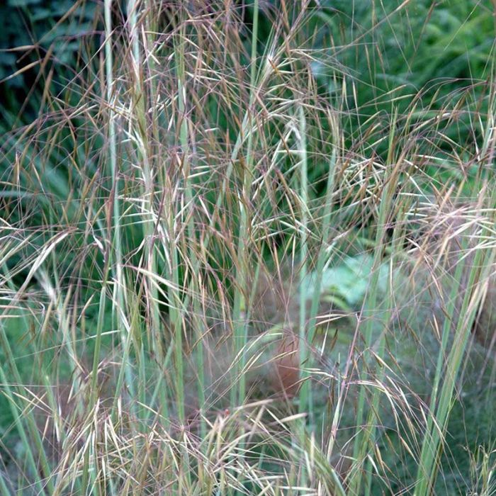 Kæmpefjergræs Stipa gigantea græs