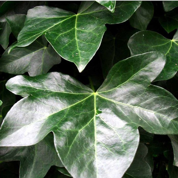 Storbladet vedbend Hestor