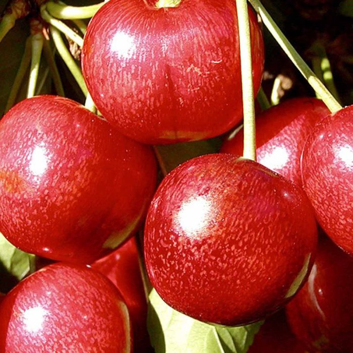 Kirsebærtræ sunburst