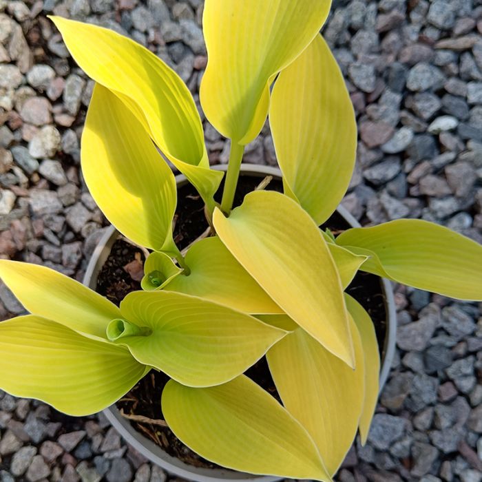 Funkia Sunny Halcyon