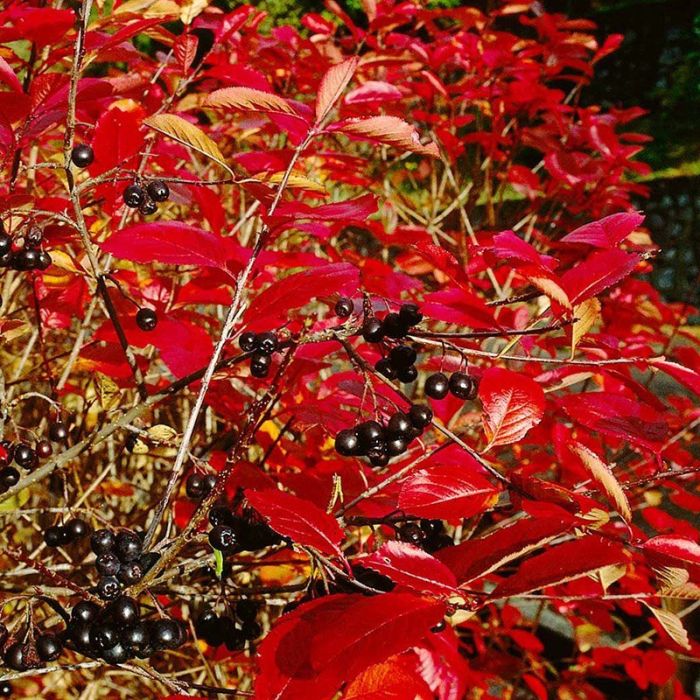 Omplantet surbær hæk