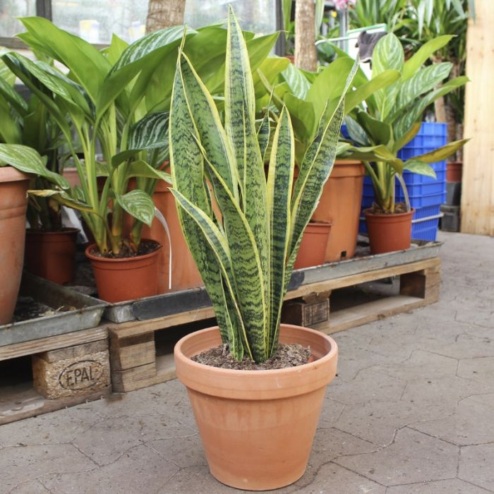 Svigermors Skarpe Tunge