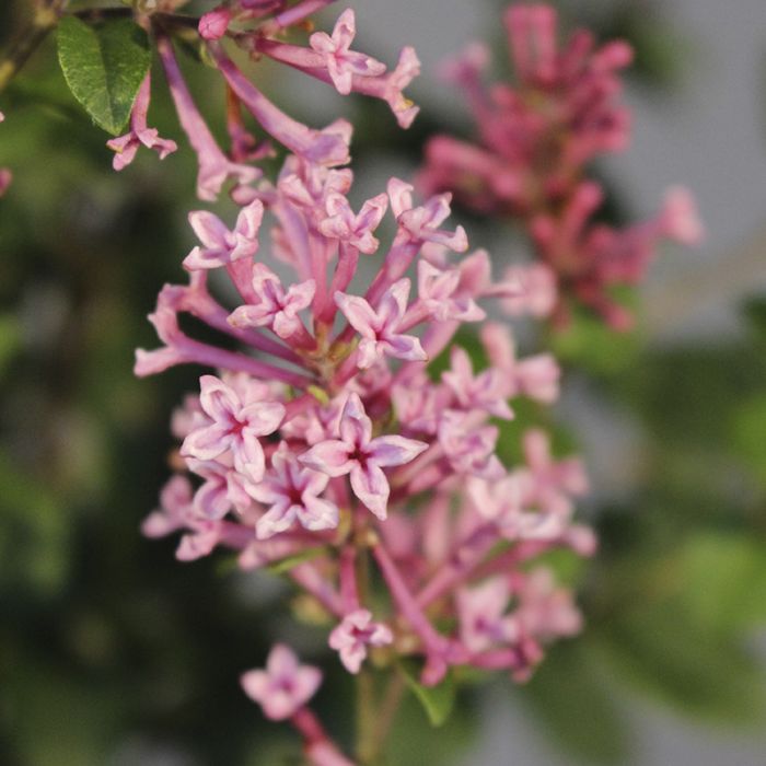 Dværgsyren Pink Perfume