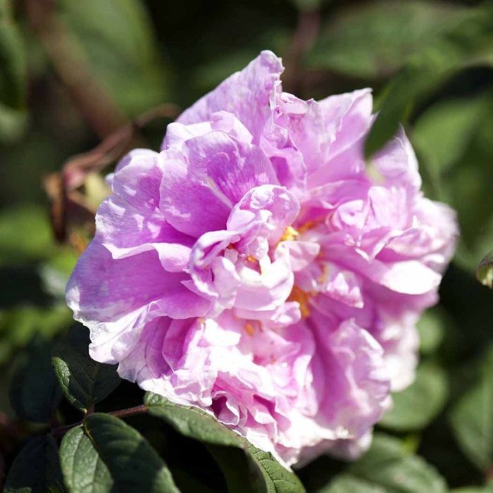 Therese Bugnet-rosa rugosa blomst