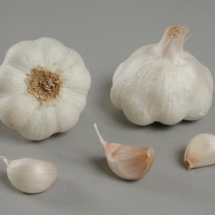 Hvidløg 'Thermidrôme'