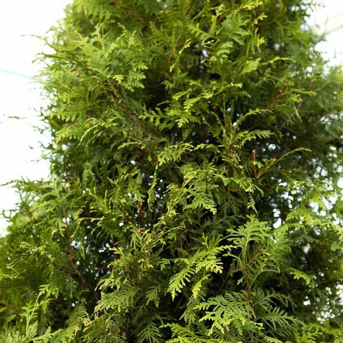Thuja Brabant 