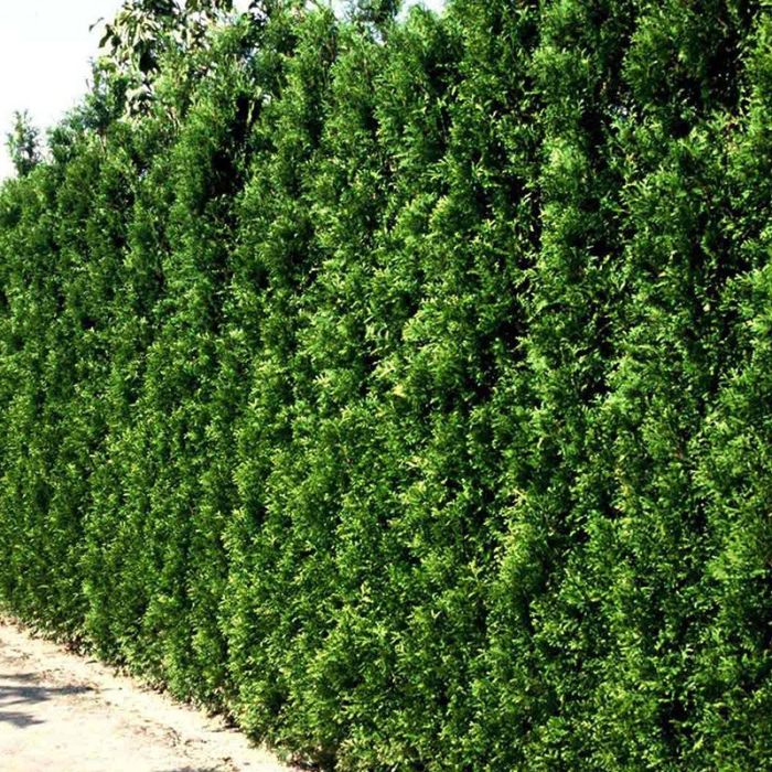 Thuja Brabant  hæk