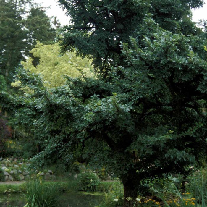 ULMUS MINOR SUBEROSA korkelm