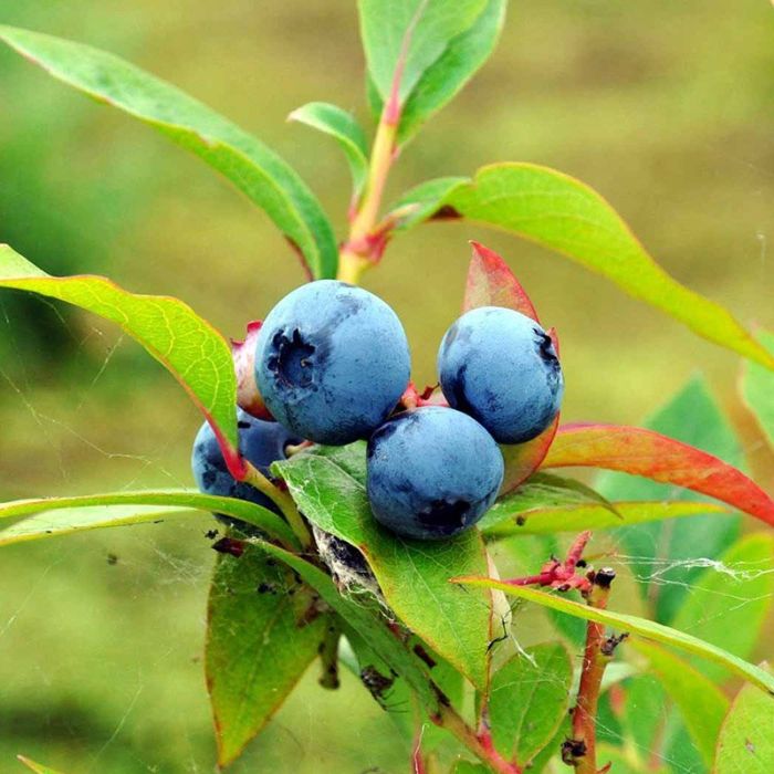 Vaccinium corymbosum Blue Crop