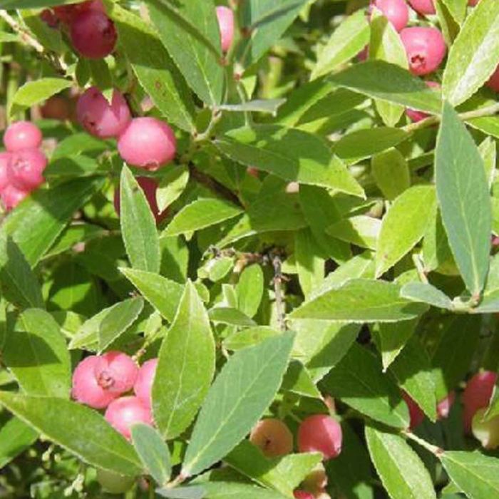 Blåbær Pink Lemonade