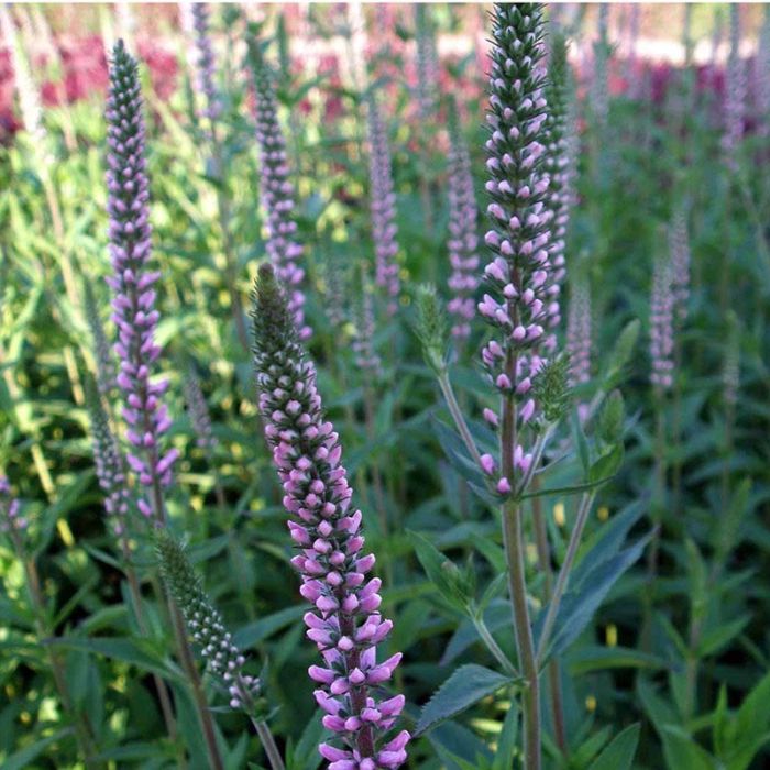 Langbladet ærenpris