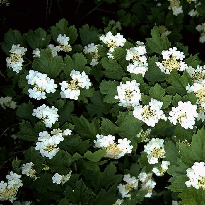 Dværgkalkved blomster
