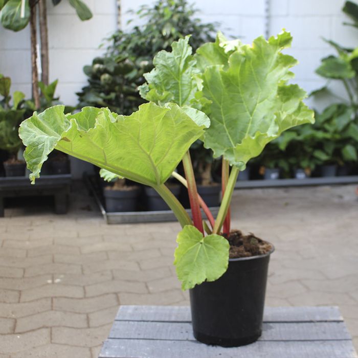 Vinrabarber timberley early