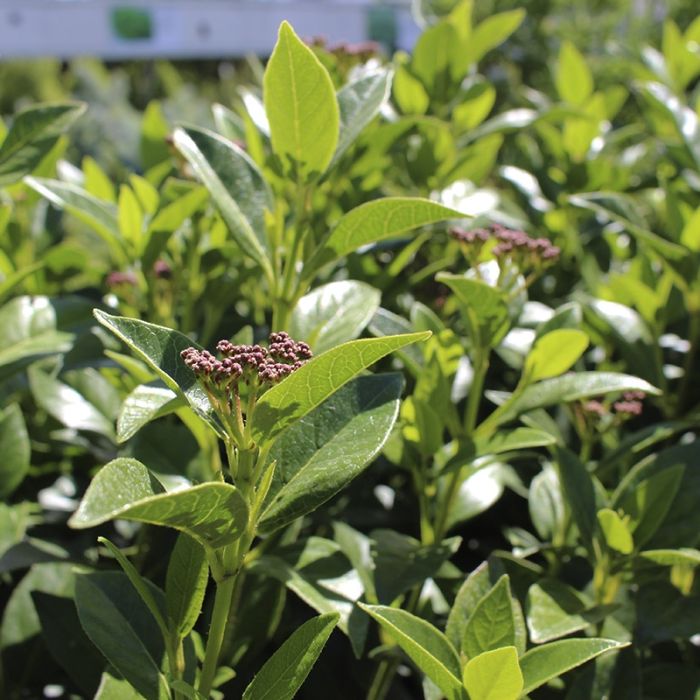 Vintersnebolle Tinus