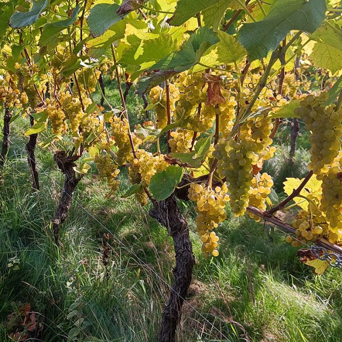 Vindrue Grøn Spisedrue 