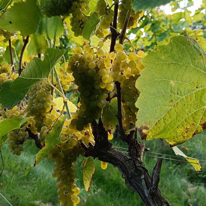 Vindrue VITIS VINIFERA SOLARIS