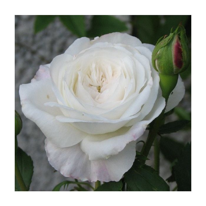 White Jacques Cartier-Portland rose
