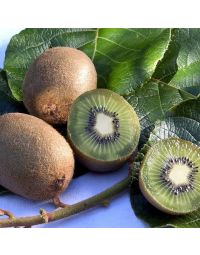 Kiwi Actinidia Jenny
