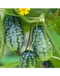Øko Agurk Jungle 'Zehneria Scabra'