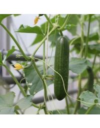Dansk Agurkplante Skoleagurk