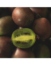 Stikkelsbærkiwi (Actinidia arguta 'Red Jumbo') 30-50 cm