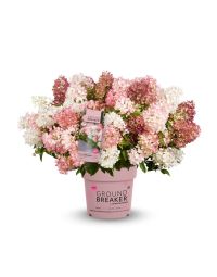 Hortensia (Hydrangea paniculata 'Groundbreaker® Blush') Potte 1,3 L