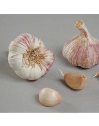 Hvidløg 'Germidour'