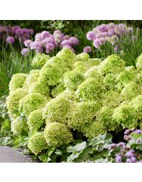 Groundbreaker® Greeny