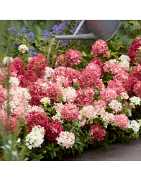 Groundbreaker 'Ruby'