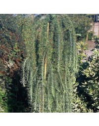 Hængelærk Puli opstammet