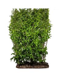 Luksus færdighaek Vårguld lynwood 180 cm