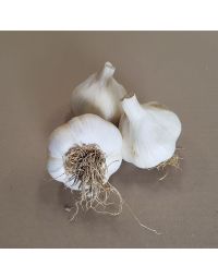 Sættehvidløg messidrome