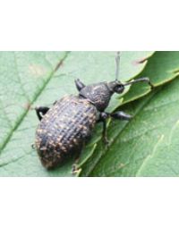 Nematoder - Mod Øresnudebiller - 20 m2 - Nummer 1720