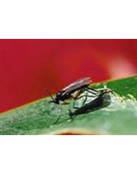 Nematoder - Mod Sørgemyg - 50 mio - Nummer 1701