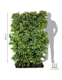 Luksus bøg (Fagus sylvatica) færdighæk