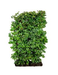 Nemhaek bøg (Fagus Sylvatica) 125 cm færdighæk