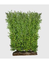 Luksus liguster (Ligustrum vulgaris 'Liga') 125 cm færdighæk