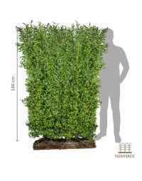 Nemhaek Liguster liga Færdighæk