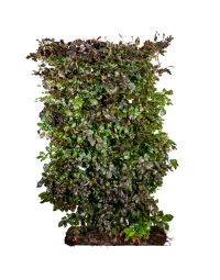 Nemhaek rødbøg (Fagus sylvatica 'atropurpurea') 150 cm færdighæk 