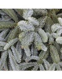 Dekorationsbundt Nobilis tæt på