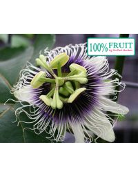 passionsfrugt blomst